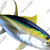 Yellowfin Tuna