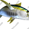 Yellowfin Tuna