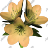 Flowers 3 Vehicle Wrap Design — Large Scale Artwork for Wide Format Printing | Categories: PIK6 Everyday, Nature