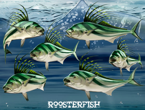 Roosterfish