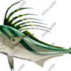 Roosterfish