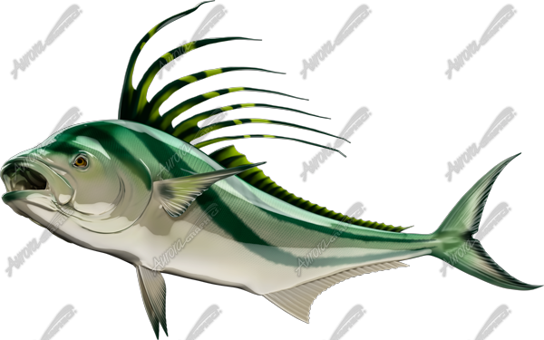 Roosterfish