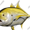 Crevalle Jack