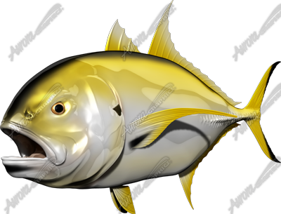 Crevalle Jack