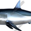 Mako Shark