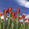 Field of Tulips Vehicle Wrap Design — Large Scale Artwork for Wide Format Printing | Categories: PIK6 Everyday, Nature
