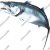 King Mackerel