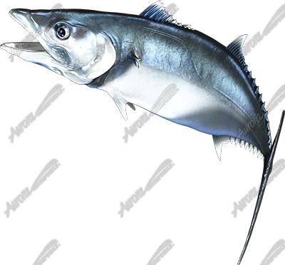King Mackerel