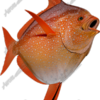 Opah