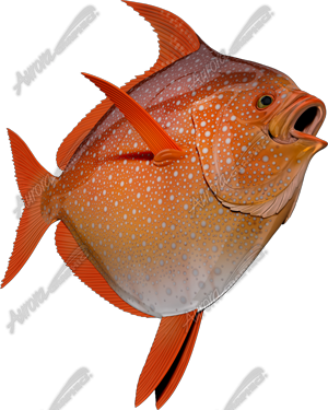 Opah