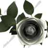 White Roses Vehicle Wrap Design — Large Scale Artwork for Wide Format Printing | Categories: PIK6 Everyday, Nature