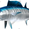 Wahoo
