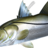 Snook