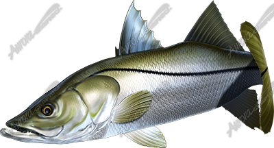 Snook