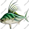 Roosterfish