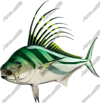 Roosterfish