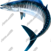 Wahoo