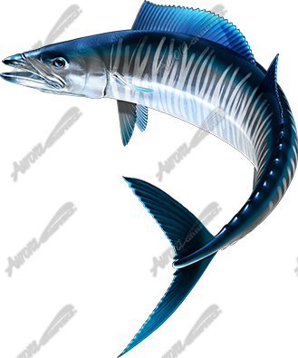Wahoo