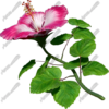 Hibsicus Pink 2 Vehicle Wrap Design — Large Scale Artwork for Wide Format Printing | Categories: Commercial, Nature