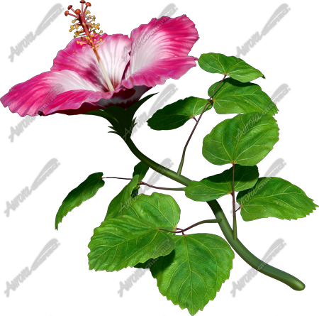 Hibsicus Pink 2 Vehicle Wrap Design — Large Scale Artwork for Wide Format Printing | Categories: Commercial, Nature