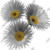 Daisies Vehicle Wrap Design — Large Scale Artwork for Wide Format Printing | Categories: Nature
