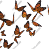Monarch Butterflies Vehicle Wrap Design — Large Scale Artwork for Wide Format Printing | Categories: Nature