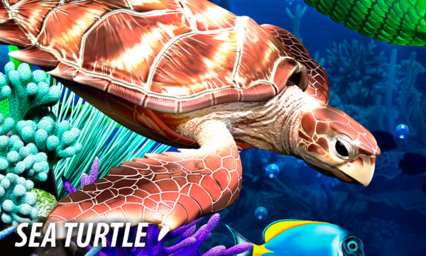 Sea Turtle