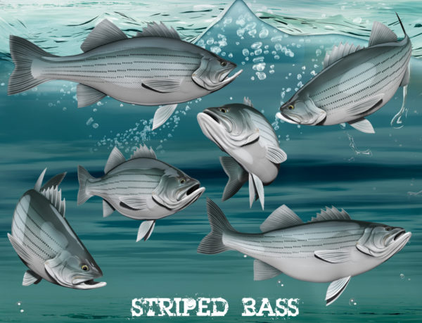 Striped Bass