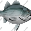 Striped Bass