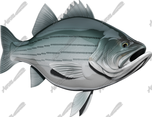 Striped Bass