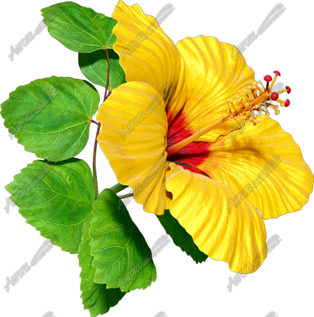 Hibiscus Yellow & Red 4 Vehicle Wrap Design — Large Scale Artwork for Wide Format Printing | Categories: Nature