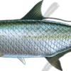 Tarpon