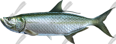 Tarpon