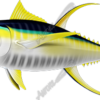Yellowfin Tuna