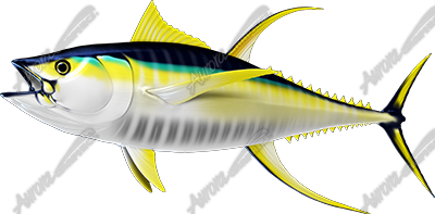 Yellowfin Tuna