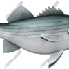 Striped Bass