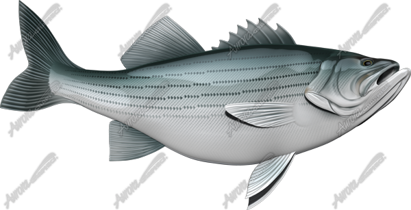 Striped Bass