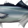 Bluefish