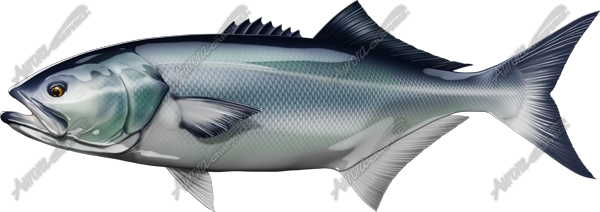 Bluefish