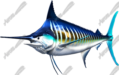 Striped Marlin