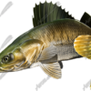 Walleye