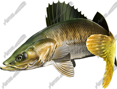 Walleye