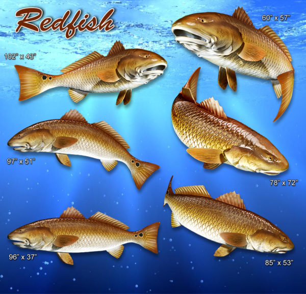 Redfish Bundle Vehicle Wrap Design — Large Scale Artwork for Wide Format Printing | Categories: Bundle Collections, Fishing, Nature