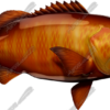 Cubera Snapper