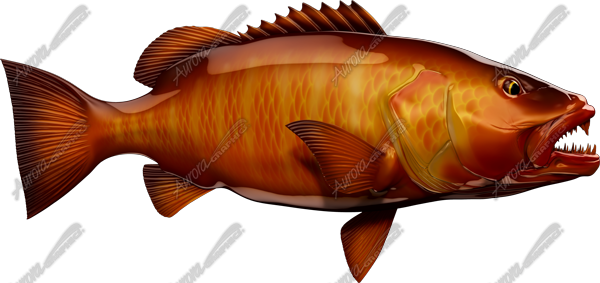 Cubera Snapper