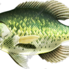 Crappie Vehicle Wrap Design — Large Scale Artwork for Wide Format Printing | Categories: PIK6 Everyday, Fishing, Nature