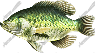 Crappie Vehicle Wrap Design — Large Scale Artwork for Wide Format Printing | Categories: PIK6 Everyday, Fishing, Nature