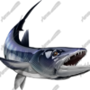 Barracuda