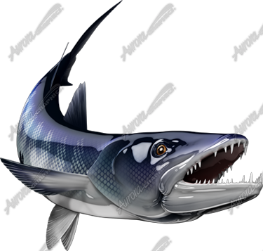 Barracuda