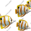 Butterfly Fish
